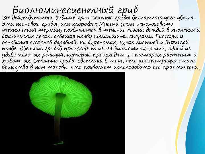 Биолюминесцентный гриб Вы действительно видите ярко-зеленые грибы впечатляющего цвета. Эти неоновые грибы, или хлорофос