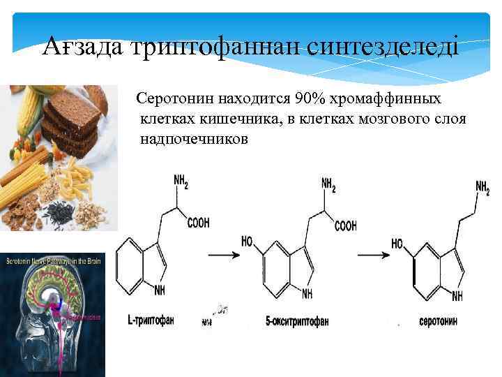 Ағзада триптофаннан синтезделеді Серотонин находится 90% хромаффинных клетках кишечника, в клетках мозгового слоя надпочечников