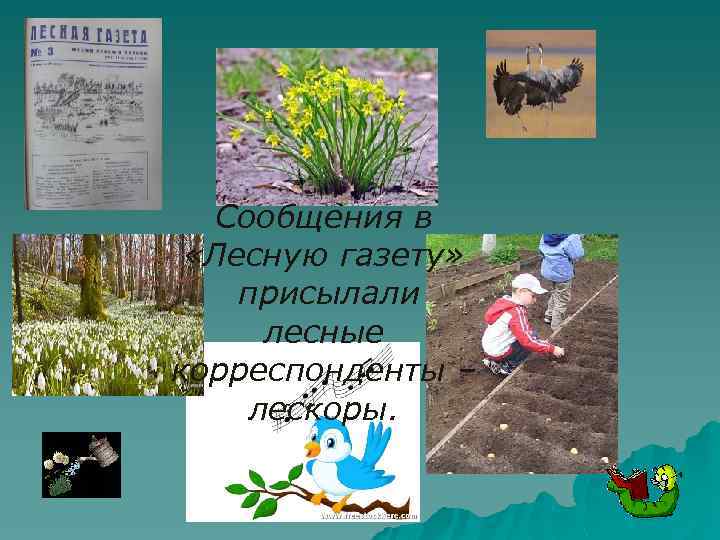 Сообщения в «Лесную газету» присылали лесные корреспонденты – лескоры. 