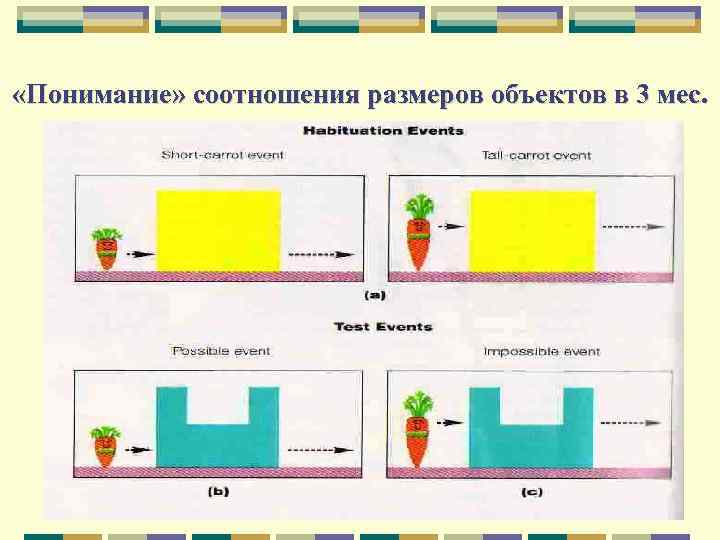 «Понимание» соотношения размеров объектов в 3 мес. 