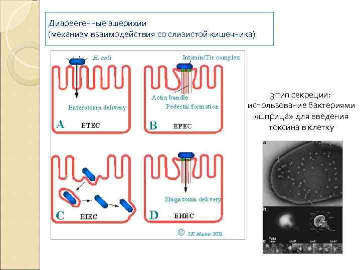Диареегенные эшерихии (механизм взаимодействия со слизистой кишечника) 3 тип секреции: использование бактериями «шприца» для
