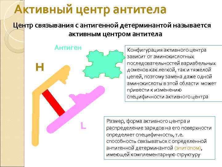 Процессинг и презентация антигена