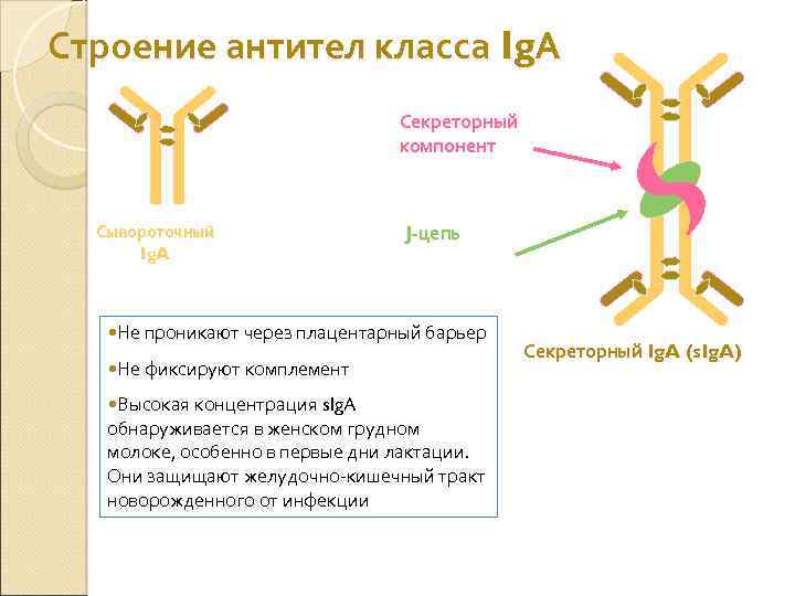 Строение антител класса Ig. А Секреторный компонент Сывороточный Ig. A J-цепь • Не проникают