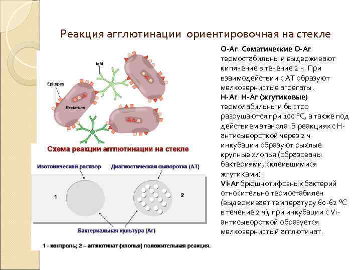 Реакция агглютинации ориентировочная на стекле О Аг. Соматические О Аг термостабильны и выдерживают кипячение