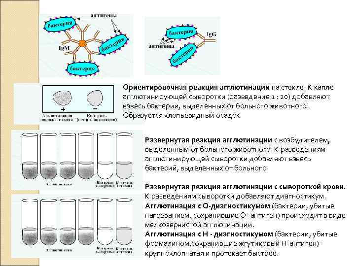 Реакция агглютинации