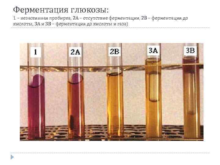 Ферментация это