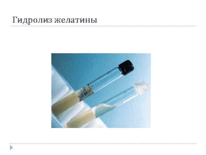 Гидролиз желатины 