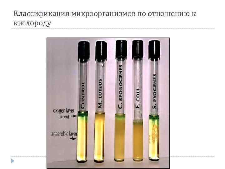 Классификация микроорганизмов по отношению к кислороду 