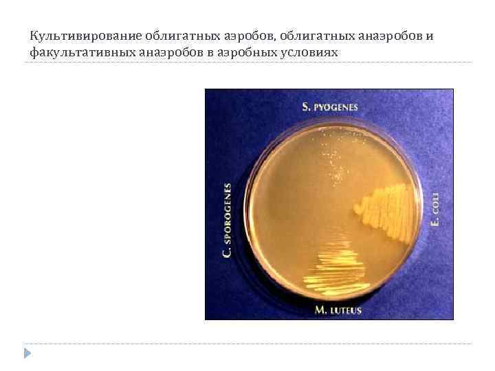 Культивирование облигатных аэробов, облигатных анаэробов и факультативных анаэробов в аэробных условиях 