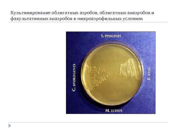 Культивирование облигатных аэробов, облигатных анаэробов и факультативных анаэробов в микроаэрофильных условиях 
