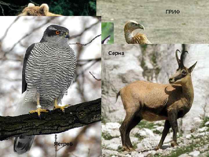 ГРИФ Беркут Серна Волк Ястреб 