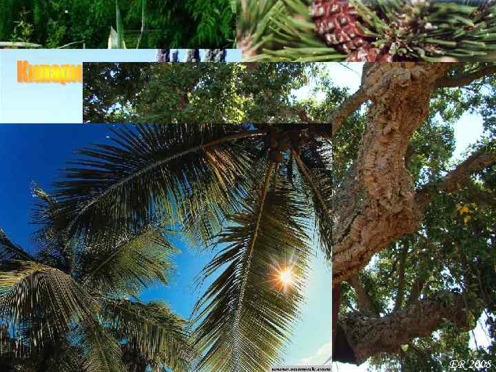 Альпийская сосна Агав 