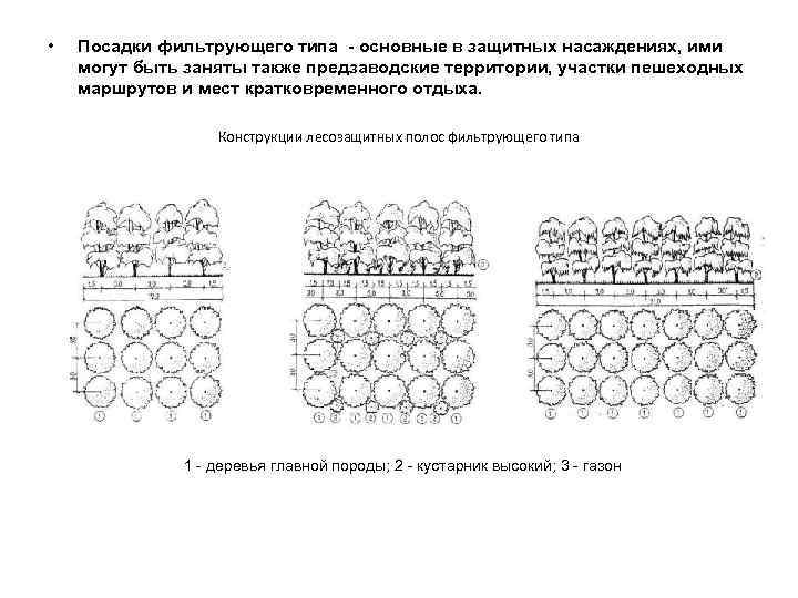  • Посадки фильтрующего типа - основные в защитных насаждениях, ими могут быть заняты