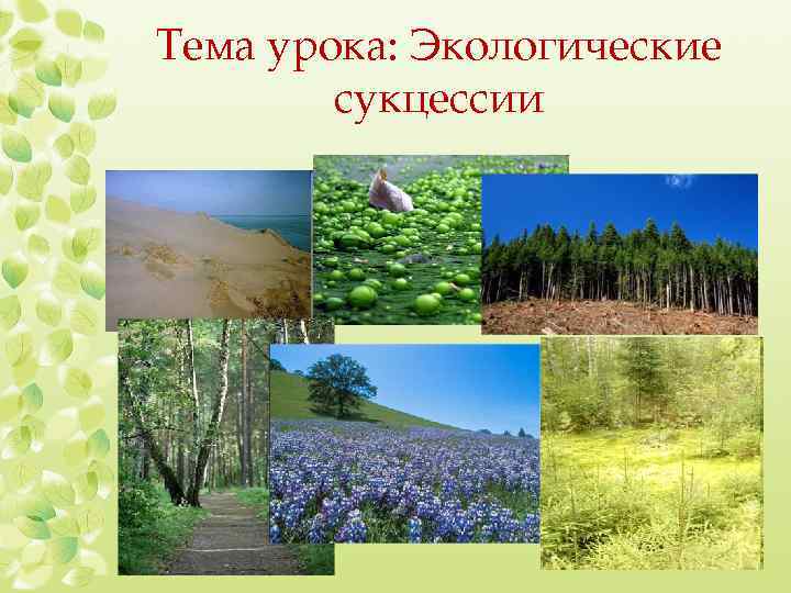 Тема урока: Экологические сукцессии 