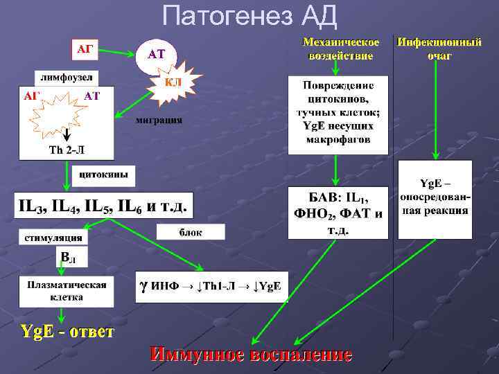 Патогенез АД 