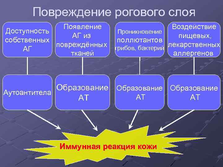 Повреждение рогового слоя Появление Доступность АГ из собственных повреждённых АГ тканей Аутоантитела Воздействие Проникновение