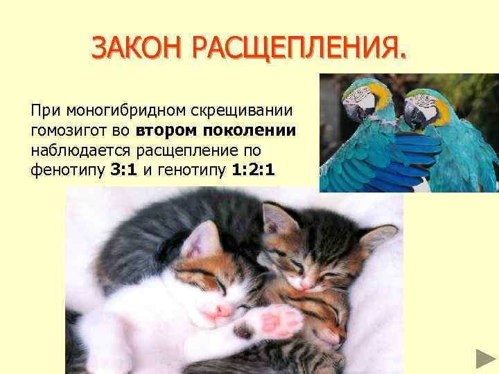 ЗАКОН РАСЩЕПЛЕНИЯ. При моногибридном скрещивании гомозигот во втором поколении наблюдается расщепление по фенотипу 3: