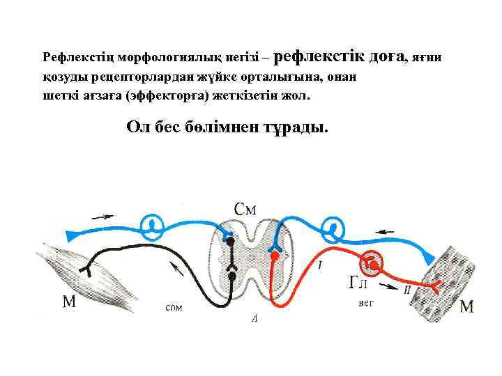 Рефлекстің морфологиялық негізі – рефлекстік қозуды рецепторлардан жүйке орталығына, онан шеткі ағзаға (эффекторға) жеткізетін