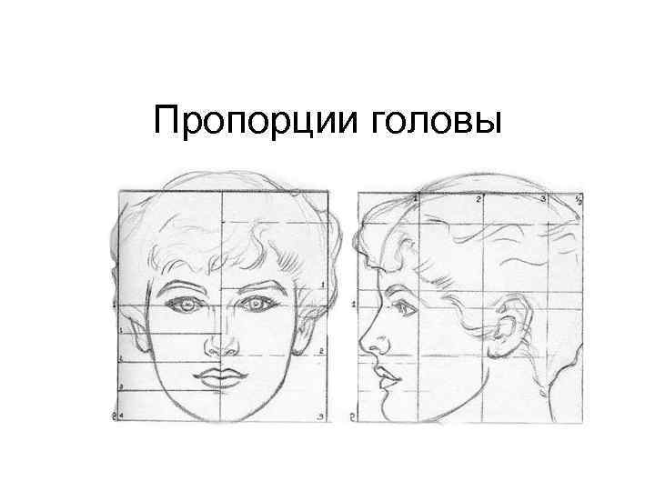 Пропорции головы 