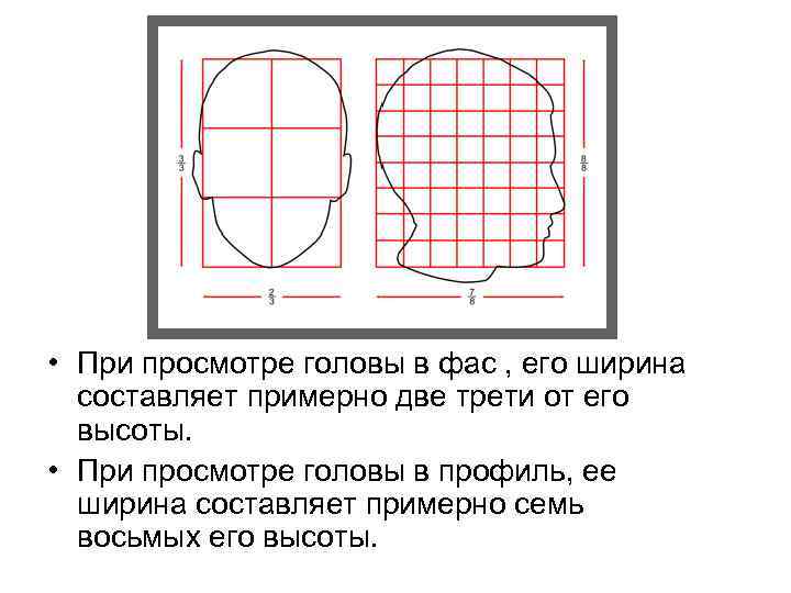  • При просмотре головы в фас , его ширина составляет примерно две трети