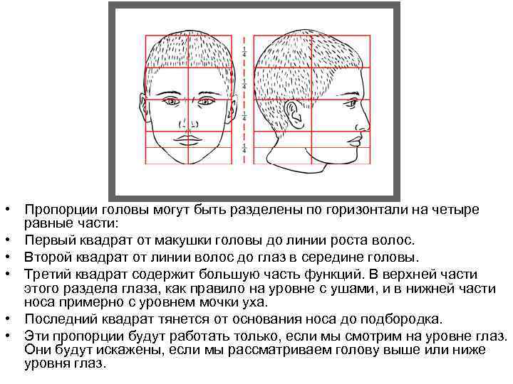  • Пропорции головы могут быть разделены по горизонтали на четыре равные части: •