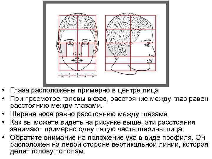  • Глаза расположены примерно в центре лица • При просмотре головы в фас,