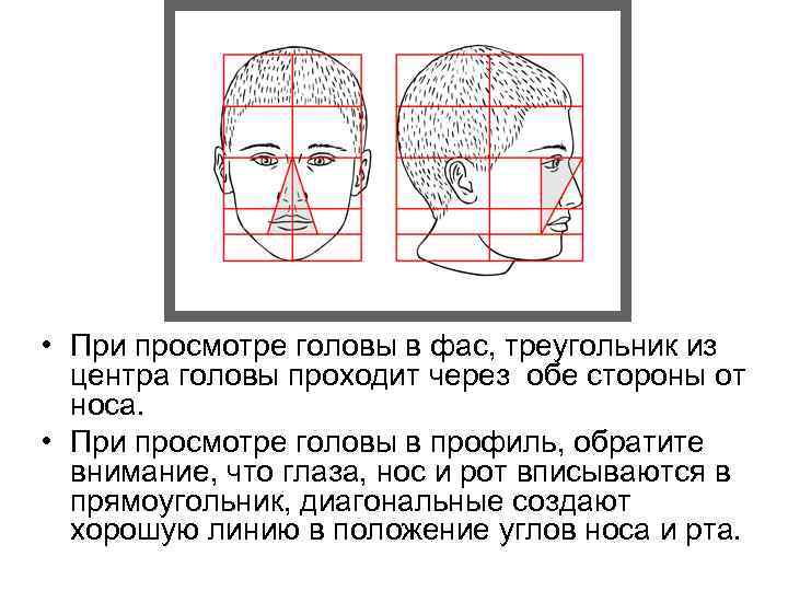  • При просмотре головы в фас, треугольник из центра головы проходит через обе