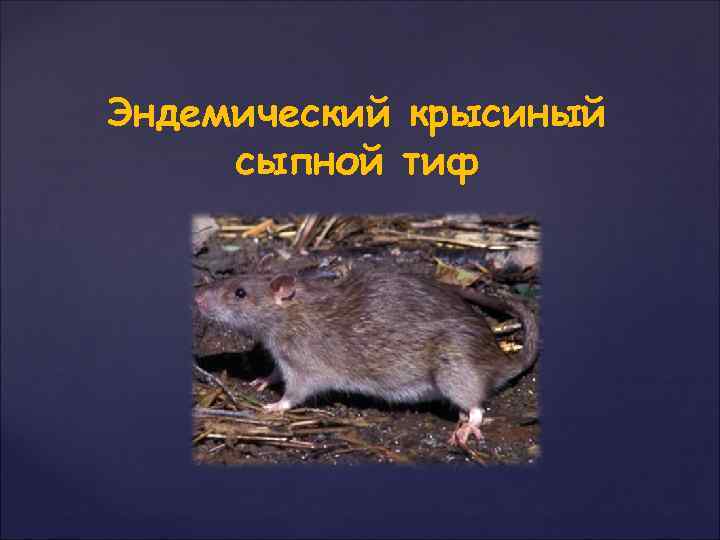 Эндемический крысиный сыпной тиф 