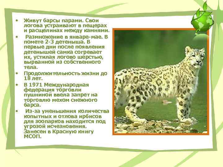  • • • Живут барсы парами. Свои логова устраивают в пещерах и расщелинах