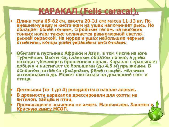 КАРАКАЛ (Felis caracal). • Длина тела 65 -82 см, хвоста 20 -31 см; масса