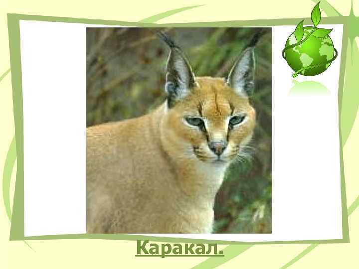 Каракал. 
