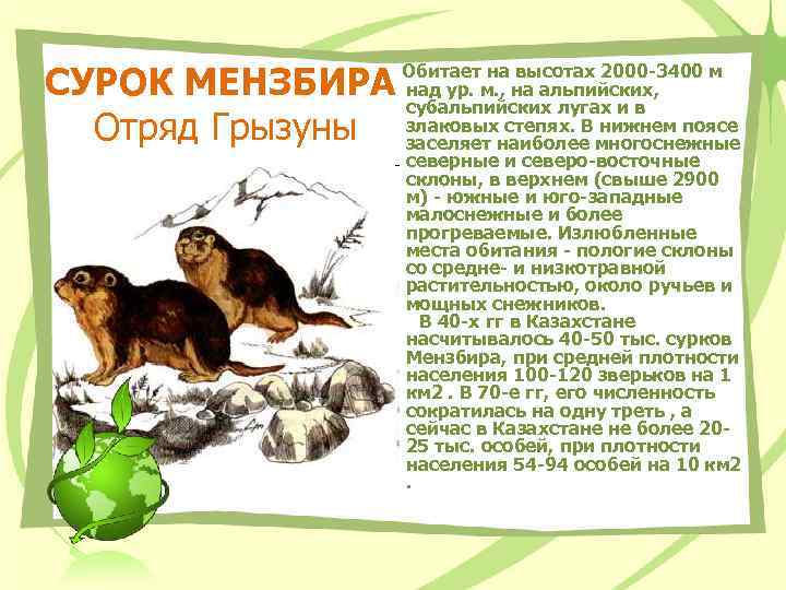 СУРОК МЕНЗБИРА Отряд Грызуны Обитает на высотах 2000 -3400 м над ур. м. ,