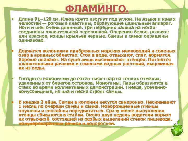 ФЛАМИНГО. • Длина 91– 120 см. Клюв круто изогнут под углом. На языке и