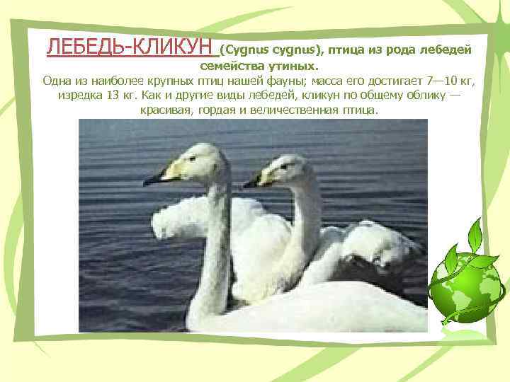 ЛЕБЕДЬ-КЛИКУН (Cygnus cygnus), птица из рода лебедей семейства утиных. Одна из наиболее крупных птиц