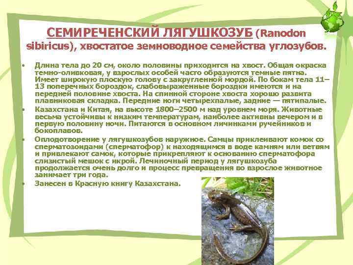 СЕМИРЕЧЕНСКИЙ ЛЯГУШКОЗУБ (Ranodon sibiricus), хвостатое земноводное семейства углозубов. • • Длина тела до 20