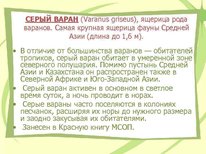 СЕРЫЙ ВАРАН (Varanus griseus), ящерица рода варанов. Самая крупная ящерица фауны Средней Азии (длина