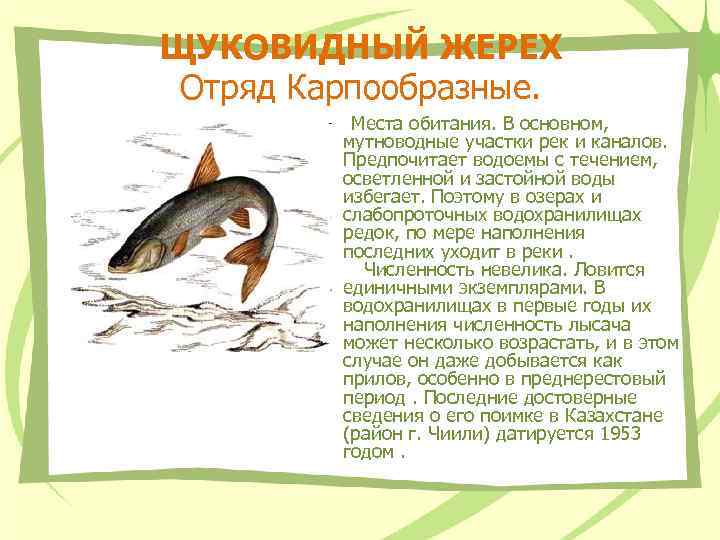 ЩУКОВИДНЫЙ ЖЕРЕХ Отряд Карпообразные. Места обитания. В основном, мутноводные участки рек и каналов. Предпочитает