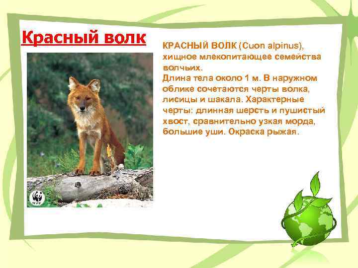 Красный волк КРАСНЫЙ ВОЛК (Сuon alpinus), хищное млекопитающее семейства волчьих. Длина тела около 1