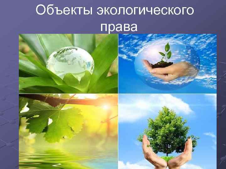 Объекты экологического права 