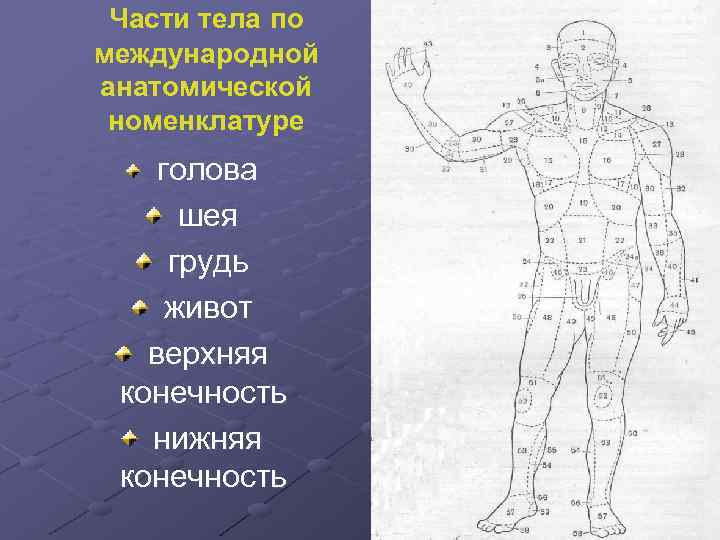 Части тела по международной анатомической номенклатуре голова шея грудь живот верхняя конечность нижняя конечность