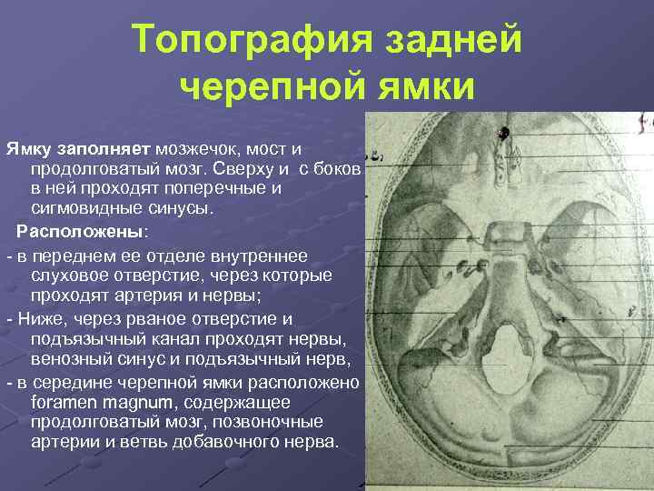 Топография задней черепной ямки Ямку заполняет мозжечок, мост и продолговатый мозг. Сверху и с