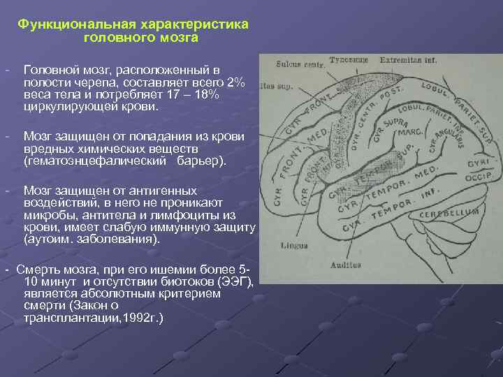Функциональная характеристика головного мозга - Головной мозг, расположенный в полости черепа, составляет всего 2%