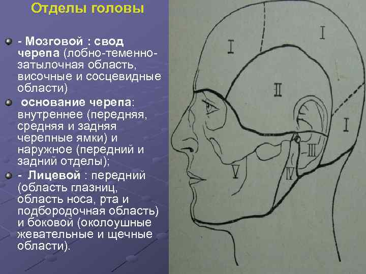 Отделы головы - Мозговой : свод черепа (лобно-теменнозатылочная область, височные и сосцевидные области) основание