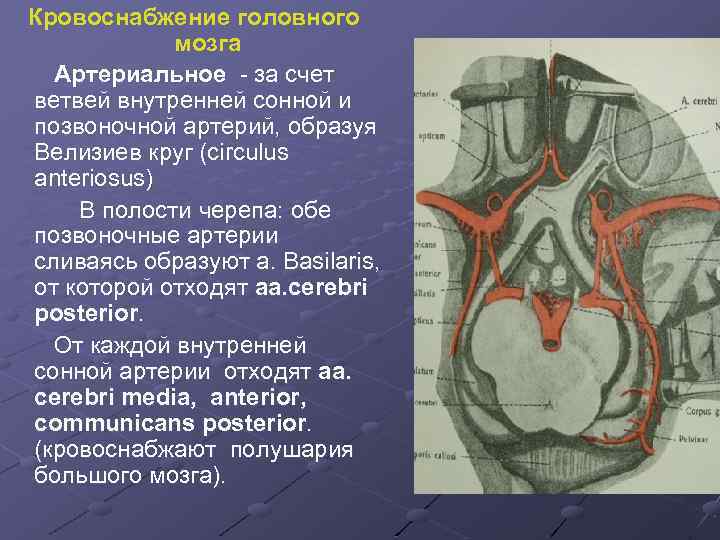 Кровоснабжение головного мозга Артериальное - за счет ветвей внутренней сонной и позвоночной артерий, образуя