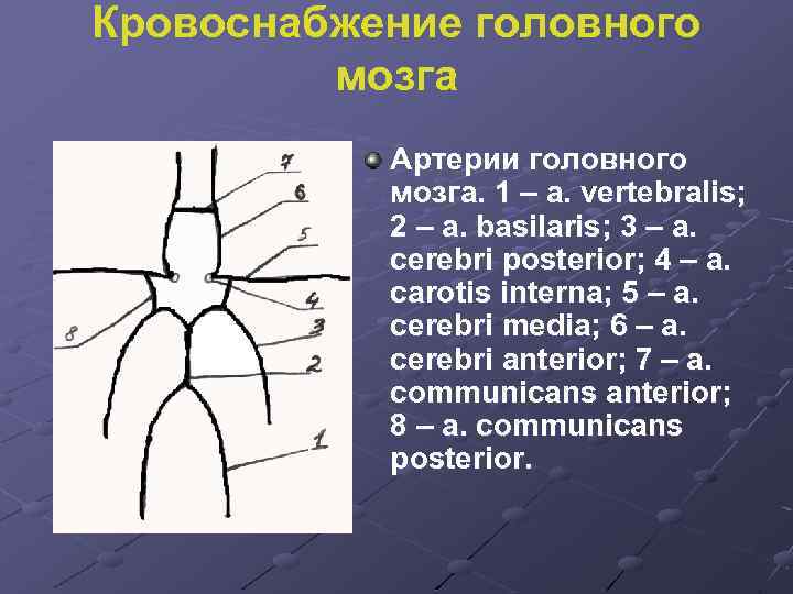 Кровоснабжение головного мозга Артерии головного мозга. 1 – a. vertebralis; 2 – a. basilaris;