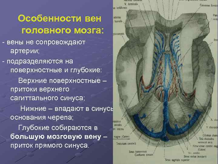 Особенности вен головного мозга: - вены не сопровождают артерии; - подразделяются на поверхностные и