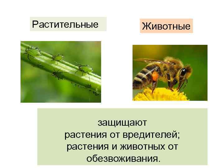 Растительные Животные защищают растения от вредителей; растения и животных от обезвоживания. 