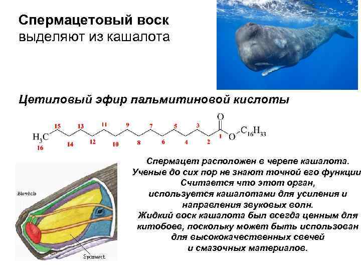 Спермацетовый воск выделяют из кашалота Цетиловый эфир пальмитиновой кислоты Спермацет расположен в черепе кашалота.