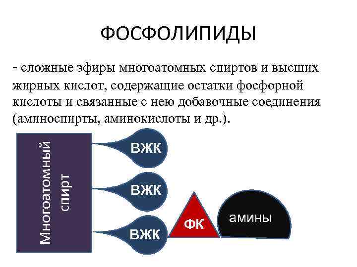 ФОСФОЛИПИДЫ - сложные эфиры многоатомных спиртов и высших Многоатомный спирт жирных кислот, содержащие остатки