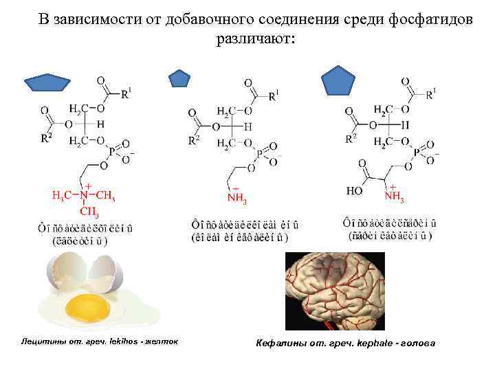 В зависимости от добавочного соединения среди фосфатидов различают: Лецитины от. греч. lekihos - желток